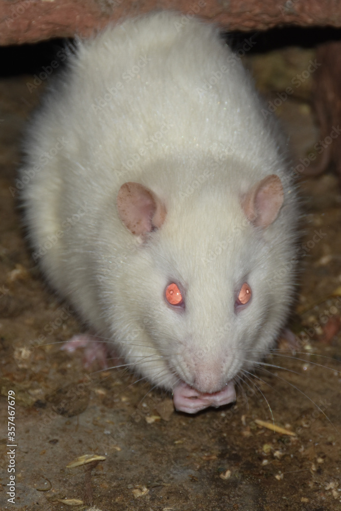 white rat