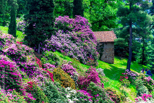 Rhododendrons in the Parco dell Burcina (Biella, Piedmont, Italy).