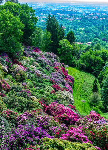 Hill of blooming rhododendrons in the Parco della Burcina (Biella, Piedmont, Italy). photo