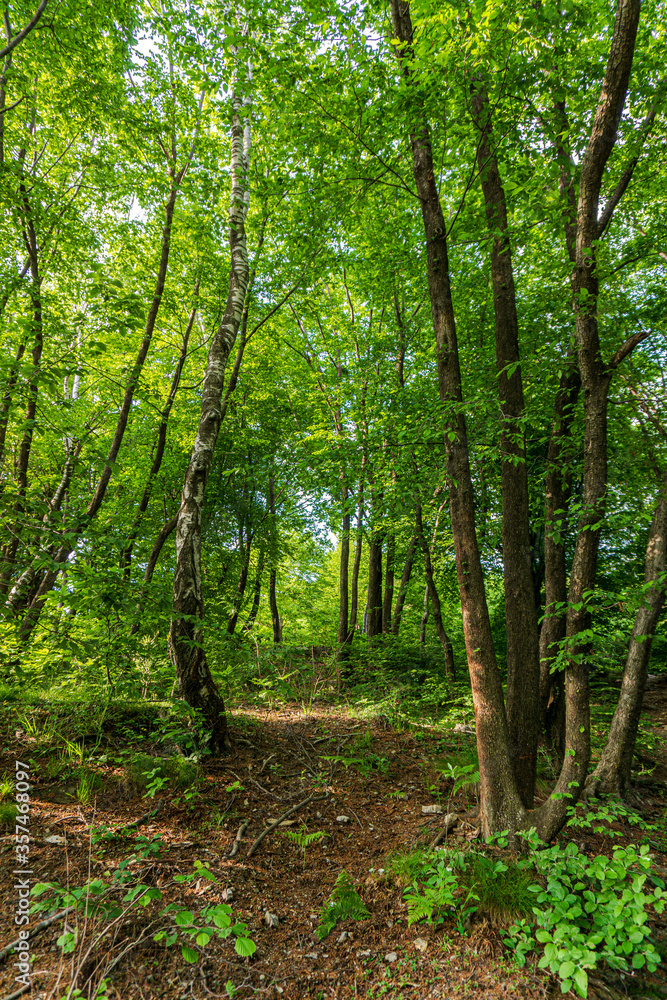 The forest and nature during spring in the Italian alps near the town of Eupilio, Lombardy, Italy - May 2020. The forest and nature during spring in the Italian alps near the town of Eupilio, Lombardy, Italy - May 2020.