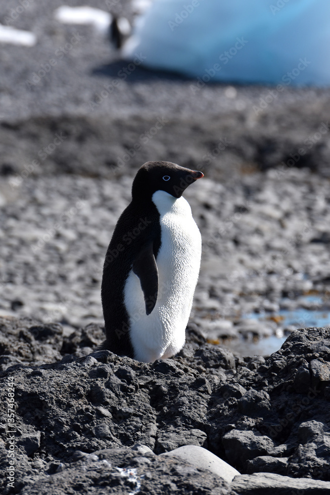 Fototapeta premium Adelie penguin at Brown Bluff, Antarctica