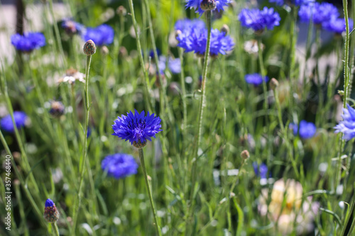 Blue Cornflowers in the garden. Summer landscape with wildflowers cornflowers in the rays