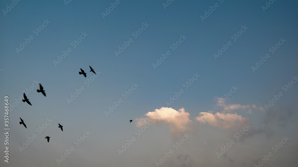 flock of birds flock of birds