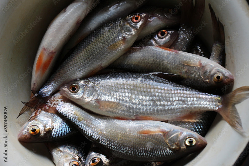 Obraz premium fresh fish on ice