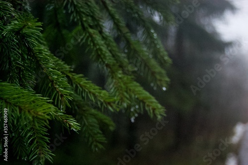 branches of a pine