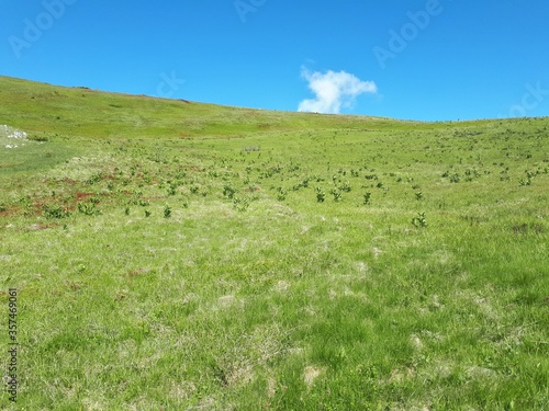 meadow with blue sky and clouds