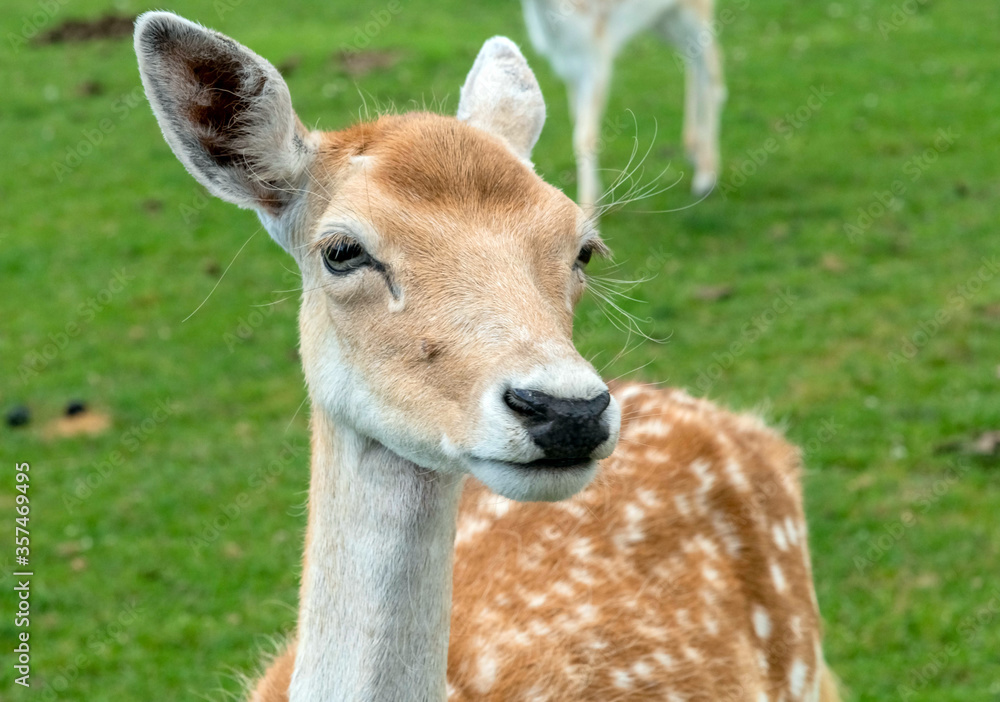 Persian Fallow deer or Dama Dama Mesopotamica Deer in Hamilton Safari, Ontario, Canada
Persian Fallow deer or Dama Dama Mesopotamica Deer in Hamilton Safari, Ontario, Canada