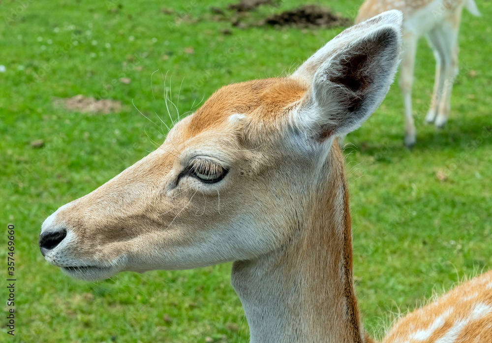 Persian Fallow deer or Dama Dama Mesopotamica Deer in Hamilton Safari, Ontario, Canada
Persian Fallow deer or Dama Dama Mesopotamica Deer in Hamilton Safari, Ontario, Canada