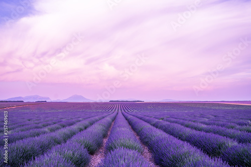 Lavender field sunset and lines. French lavender field at sunset. Lavender field summer sunset landscape near Valensole. Provence, France.