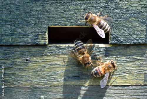 Drei Bienen an einem Bienenstock