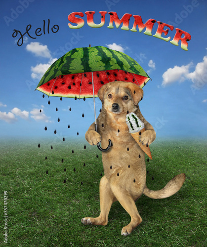 The beige dog with a cone of ice cream is walking under a watermelon umbrella in the meadow. Hello summer. Seeds instead of raindrops. © iridi66