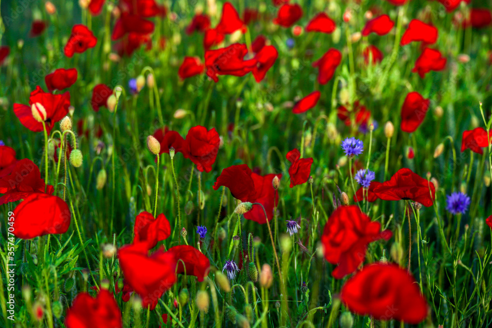 Sommerblumenfeld mit roten Mohnenblumen