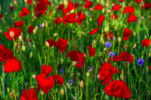 Sommerblumenfeld mit roten Mohnenblumen © marcus_hofmann