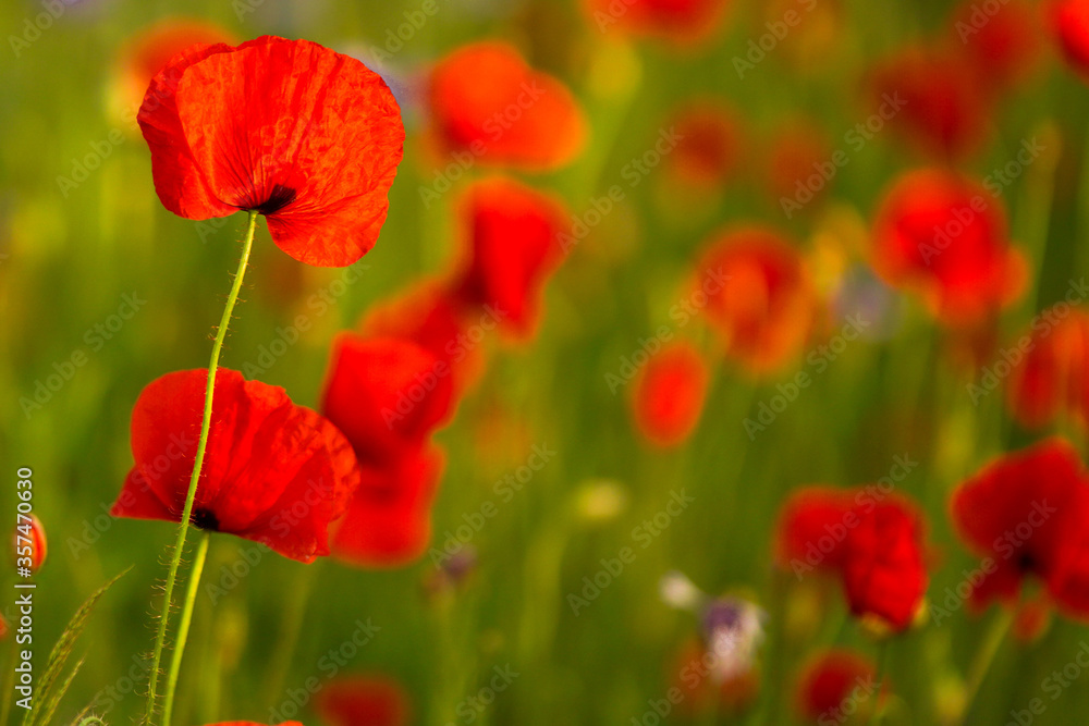 Sommerblumenfeld mit roten Mohnenblumen Sommerblumenfeld mit roten Mohnenblumen