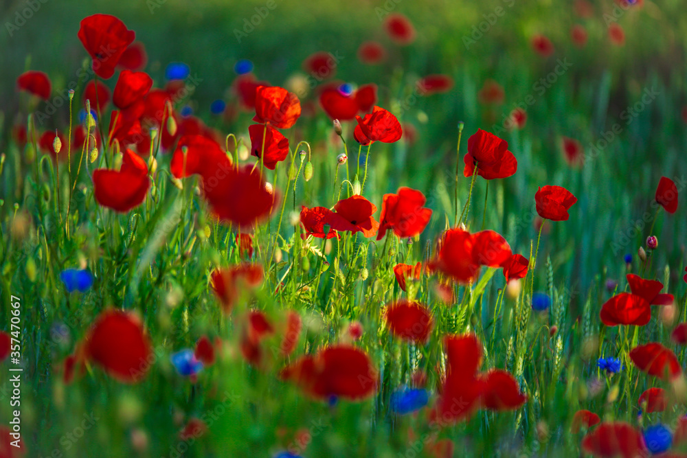 Fototapeta premium Sommerblumenfeld mit roten Mohnenblumen