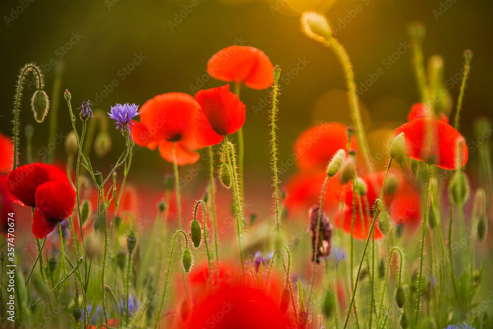 Obraz premium Sommerblumenfeld mit roten Mohnenblumen