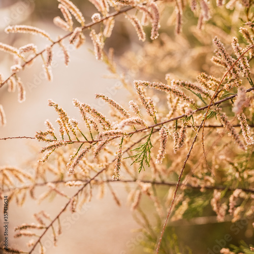 Vegetation, branches and flowers with sunlight at sunset. © La Objetiva