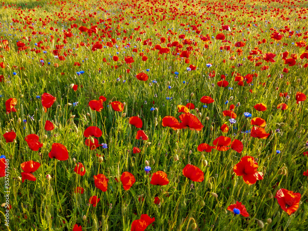 Sommerblumenfeld mit roten Mohnenblumen