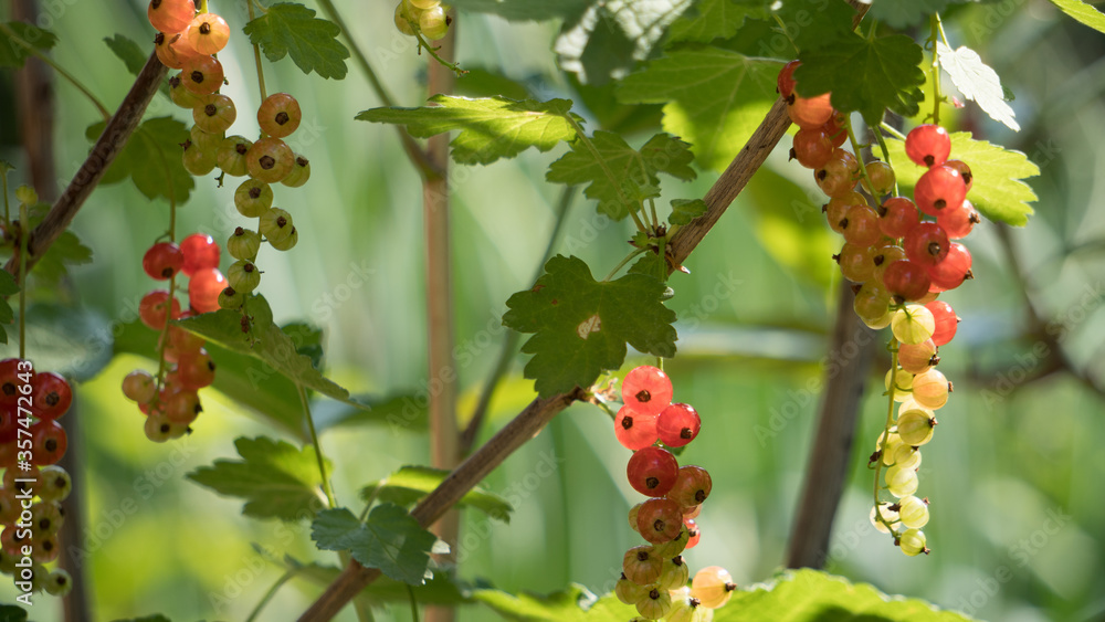 Ribes