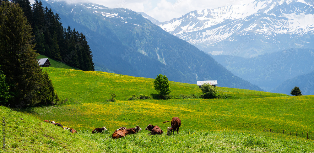 Brown mountain cows grazing on an alpine pasture in the Bernese Alps in summer. Grindelwald, Switzerland. There is a green meadow in the background and some high mountains.