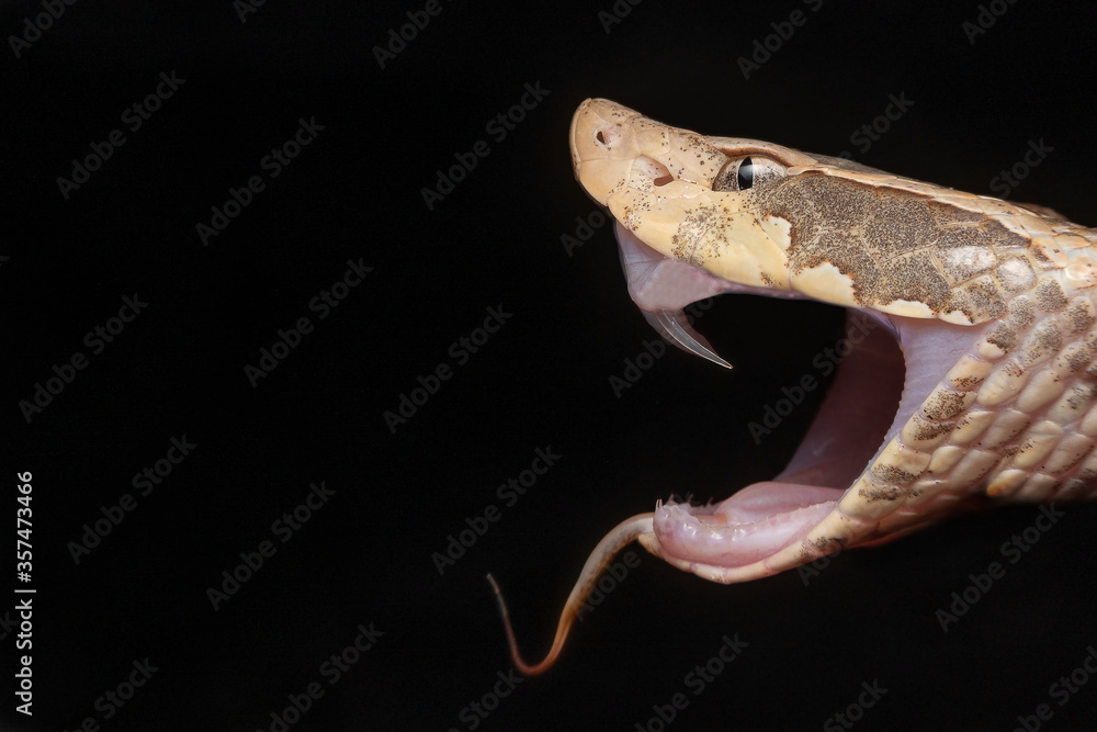 Fototapeta premium snake 