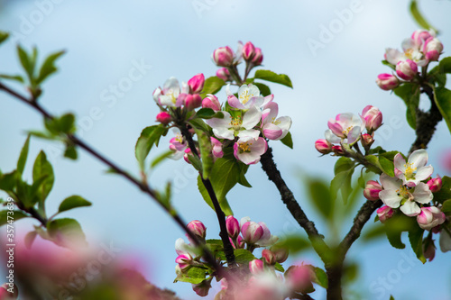 Pink flowers on a branch of a blossoming apple tree.