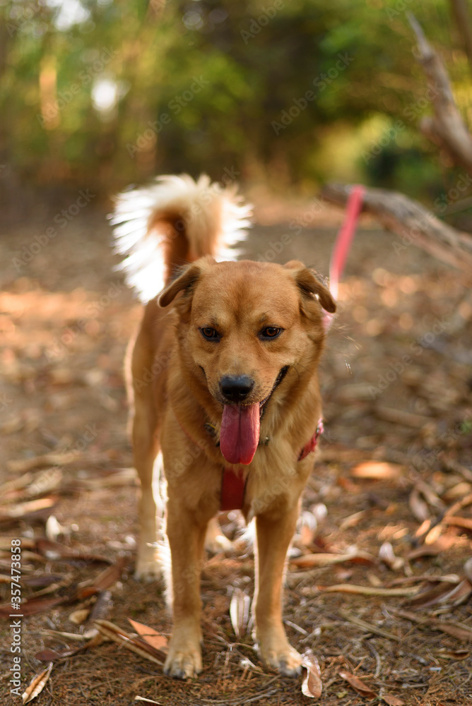 Adorable brown dog wear a red leash with beautiful fluffy tail is standing on the ground