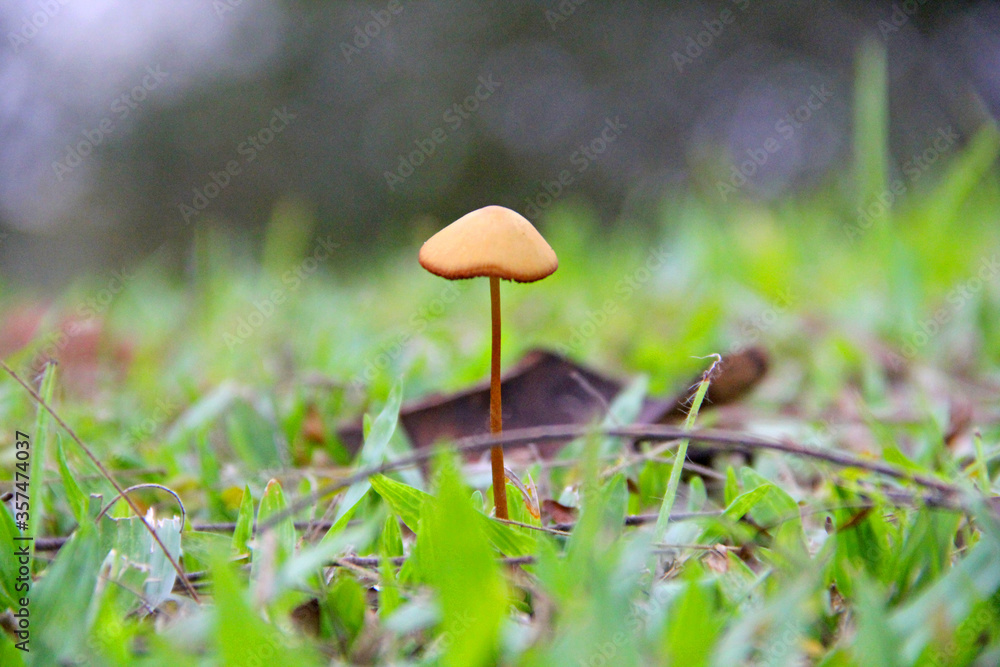 mushroom mushroom