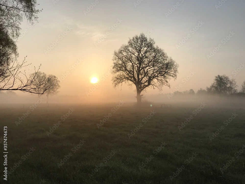 Obraz premium Baum im Nebel