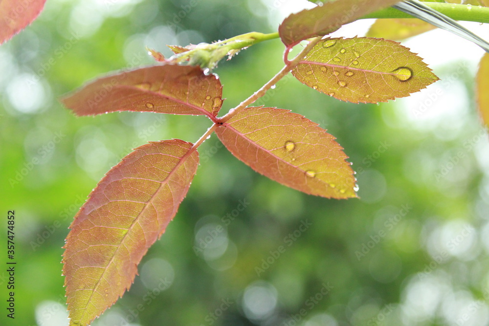 leaves in the rain leaves in the rain