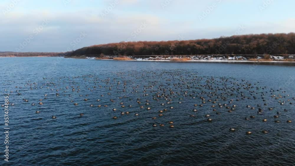 An aerial view of a group of mallard ducks swimming peacefully in a large lake. Wild ducks in vivo free nature An aerial view of a group of mallard ducks swimming peacefully in a large lake. Wild ducks in vivo free nature