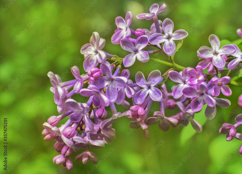 Fototapeta premium Flowers of fragrant lilac. Blurred lilac background. Selective focus .