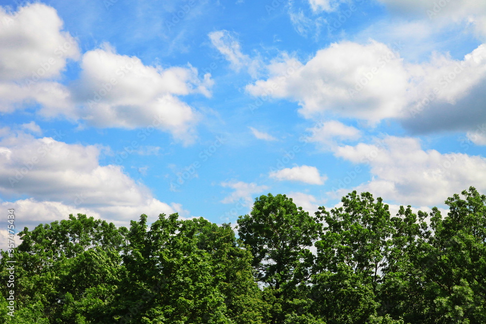 trees and sky