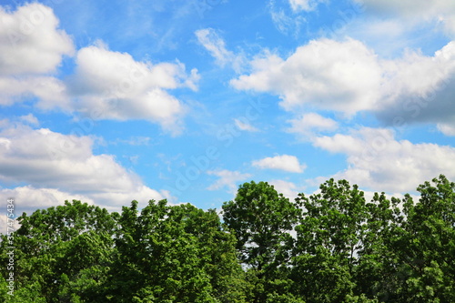 trees and sky