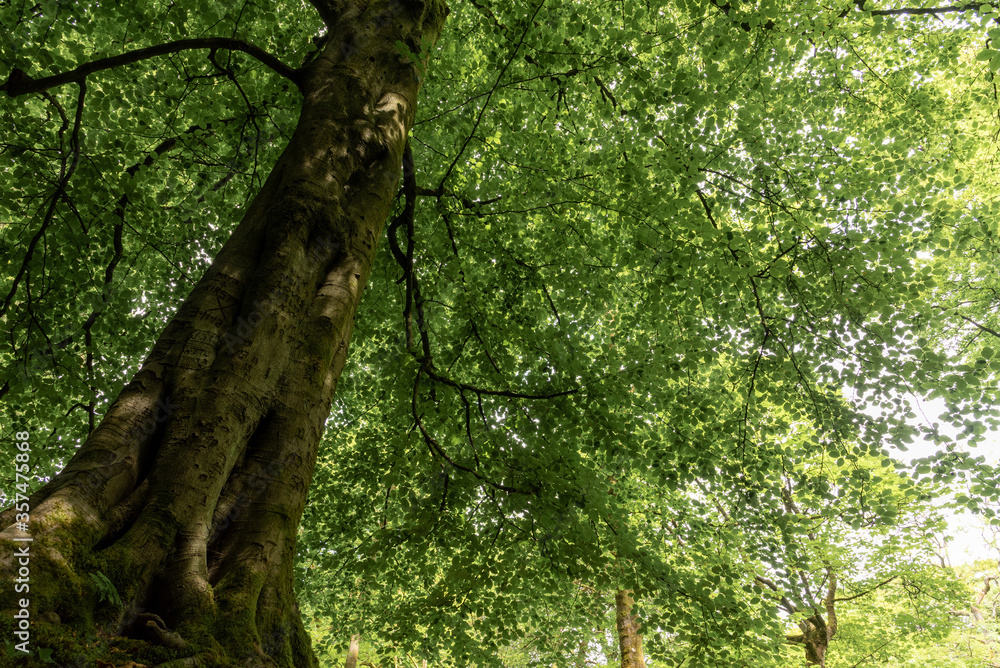 Fototapeta premium Polkemmet country park