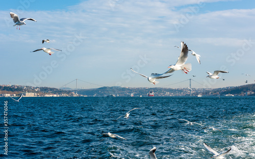 Photography Istanbul Bosphorus with flying seagulls.