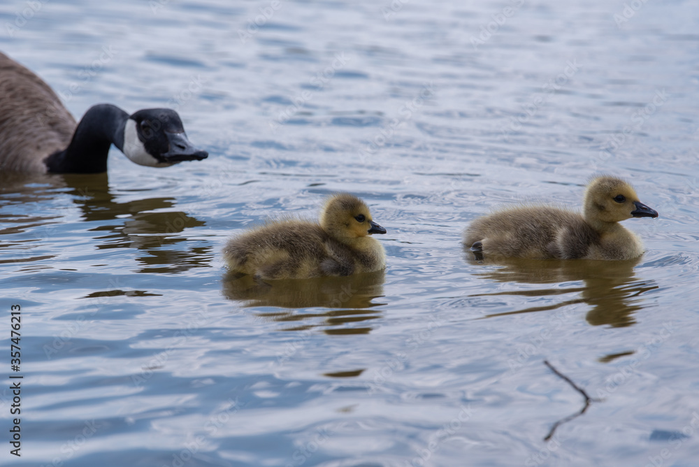 Fototapeta premium Two goslings are nudged along by an adult goose as they float on a lake