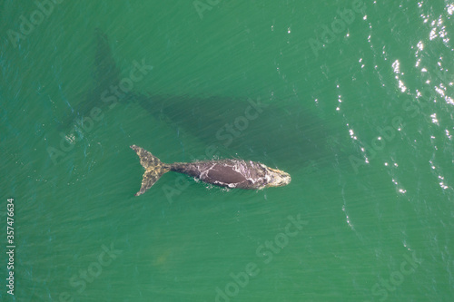 Overhead aerial view of a Southern Right Whale mom and her newborn calf off the coast of South Africa. 
