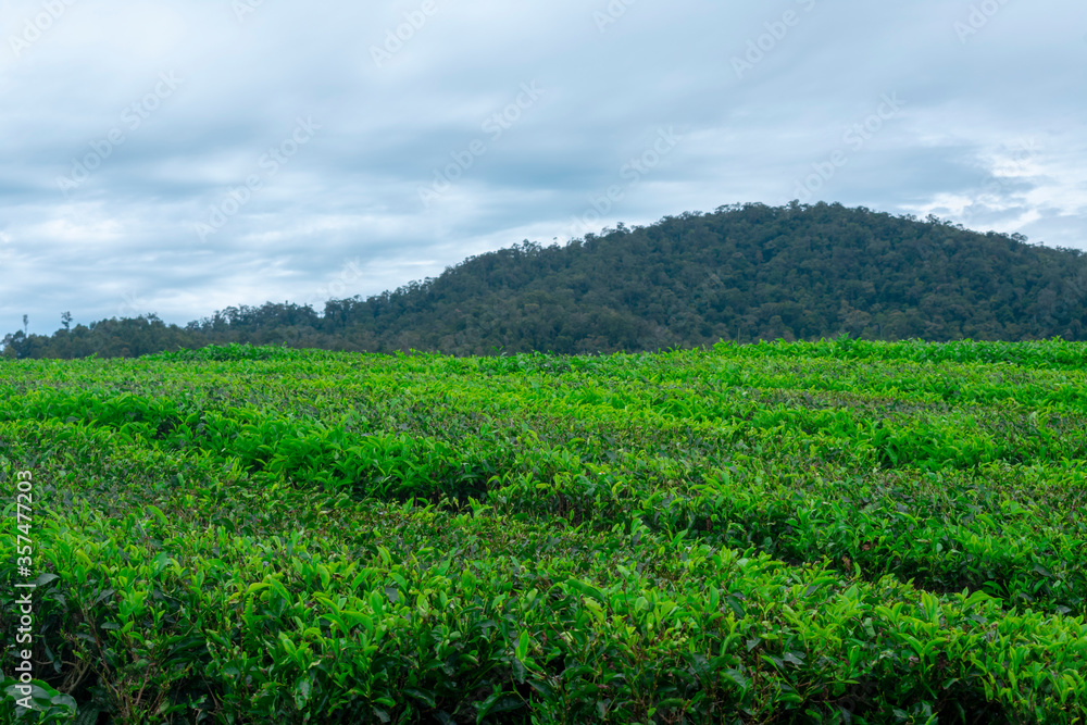 Incredible views of the tea gardens in Alahan Panjang, Solok, West Sumatra, Indonesia, in the afternoon