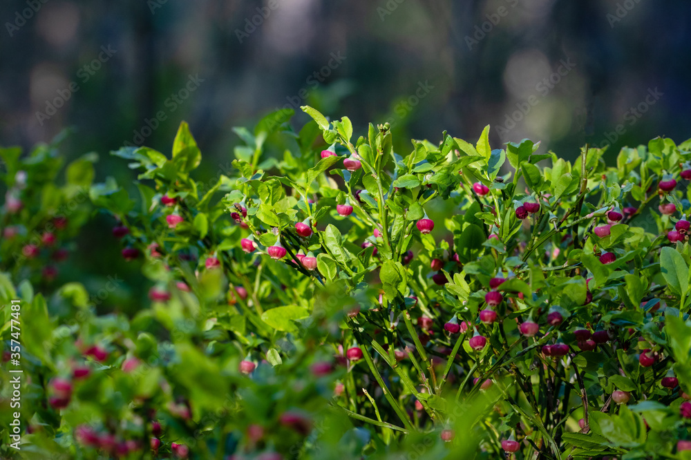Blooming European blueberries (Vaccinium myrtillus) - Perennial wild plant with edible, healthy dark blue berries. Blueberry bushes in spring with interesting, round flowers.