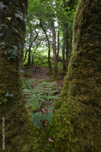 Moss covered woodland on Bodmin Moor Cornwall