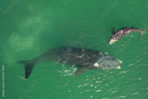 Overhead aerial view of a Southern Right Whale mom and her newborn calf off the coast of South Africa. 