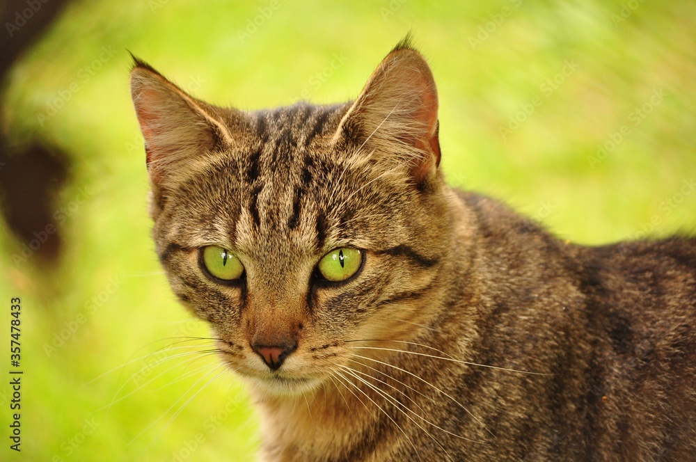 amazing eyes cat in grass