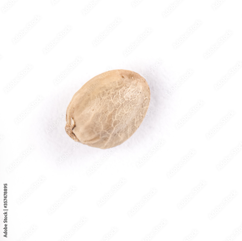Obraz premium one hump seed macrophotography on white background