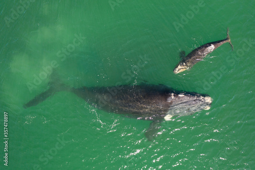 Overhead aerial view of a Southern Right Whale mom and her newborn calf off the coast of South Africa. 