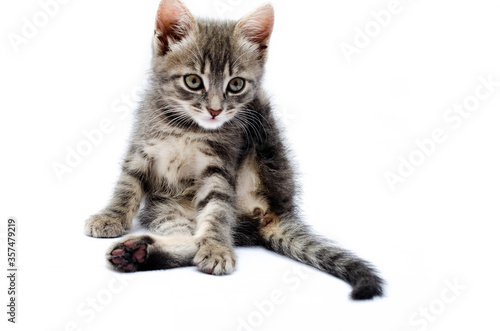 Little gray kitten on a white background. The cat is sitting and washing. The cat licks the fur between the paws. The kitten abandoned, raised his leg behind his head. Banner