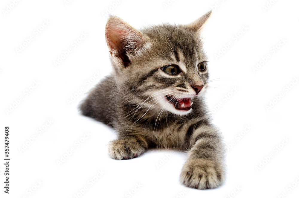 Fototapeta premium Little gray kitten on a white background. The cat lies with its head up. Cat in a hunting pose. Little kitty is preparing for an attack. Cat in the face close-up, face, hats