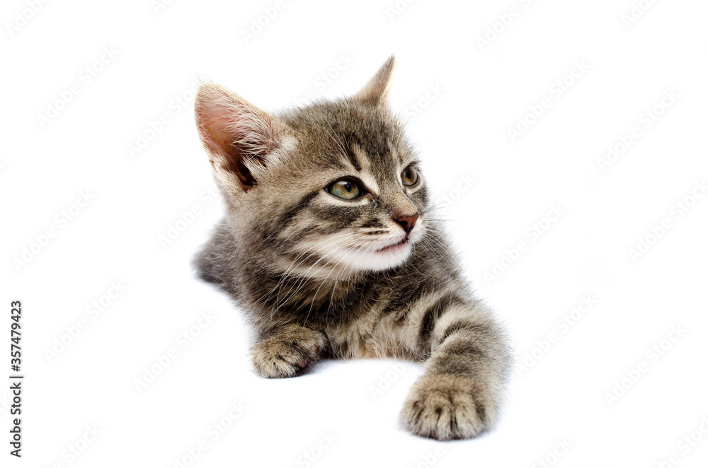 Little gray kitten on a white background. The cat lies with its head up. Cat in a hunting pose. Little kitty is preparing for an attack. Cat in the face close-up, face, hats