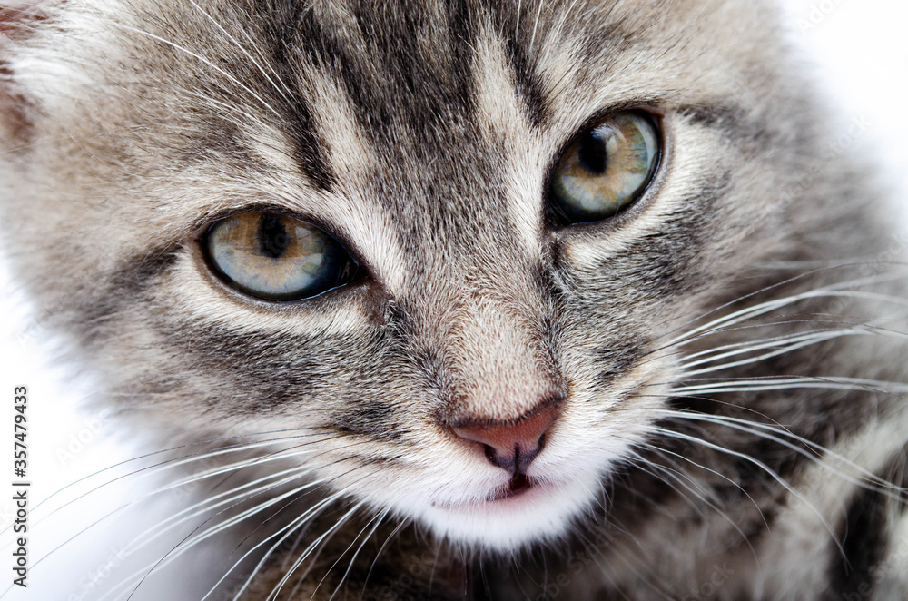Little gray kitten on a white background. Cat face muzzle closeup looking at the camera. A mutton cat without breed looks at the camera. Banner. Gray kitten in muzzle close-up