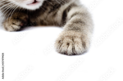 Little gray kitten on a white background. The cat is sleeping. Paws of a small gray kitten in a macro side and front view. Cat holds out a foot